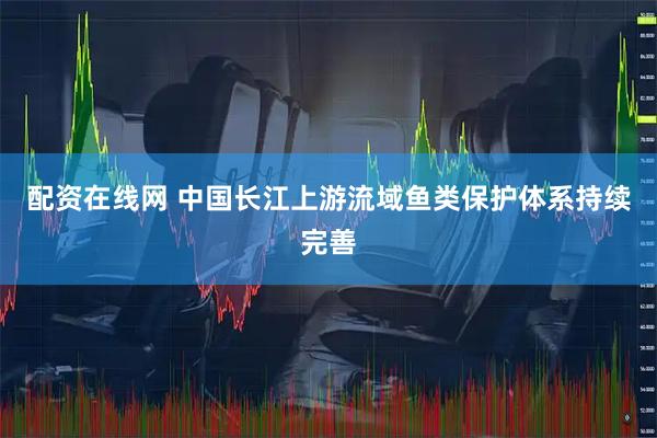 配资在线网 中国长江上游流域鱼类保护体系持续完善